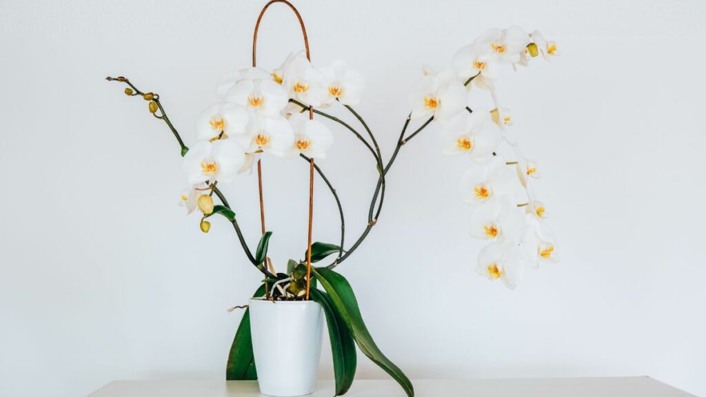 Orchidee