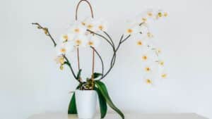 Guida Completa alla Coltivazione delle Orchidee in Casa