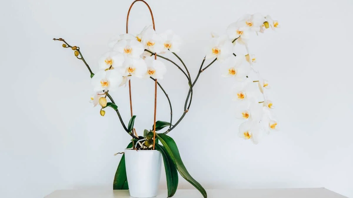 Guida Completa alla Coltivazione delle Orchidee in Casa