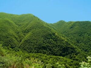 Le Foreste e i Boschi del Cilento: Un Viaggio tra Natura, Sentieri e Sapori