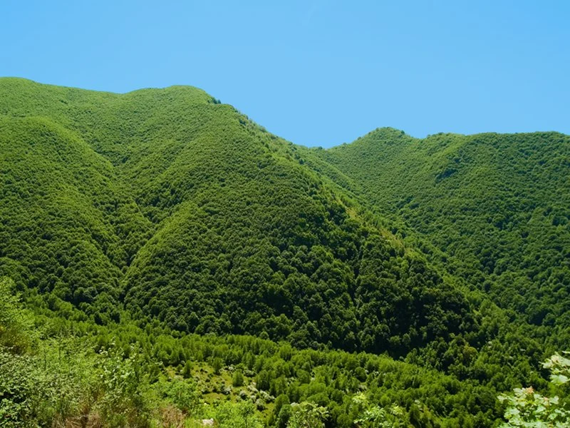 i Boschi del Cilento