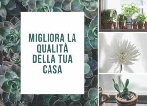 10 Piante da Interno che Purificano l’Aria: Migliora la Qualità della Tua Casa