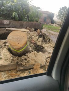 Maltempo nel Cilento: albero cade sulla strada Capaccio-Paestum