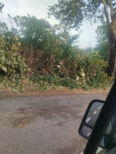 Maltempo nel Cilento: albero cade sulla strada Capaccio-Paestum