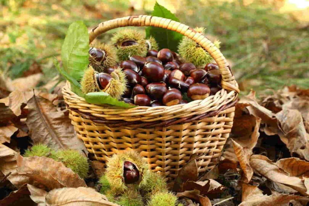 Itinerario Gastronomico