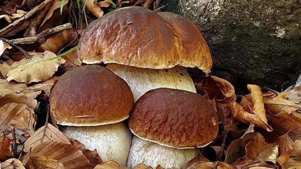 Sagra del Fungo Porcino a Castelcivita
