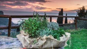 La Magia delle Erbe Aromatiche: Guida Completa alla Coltivazione
