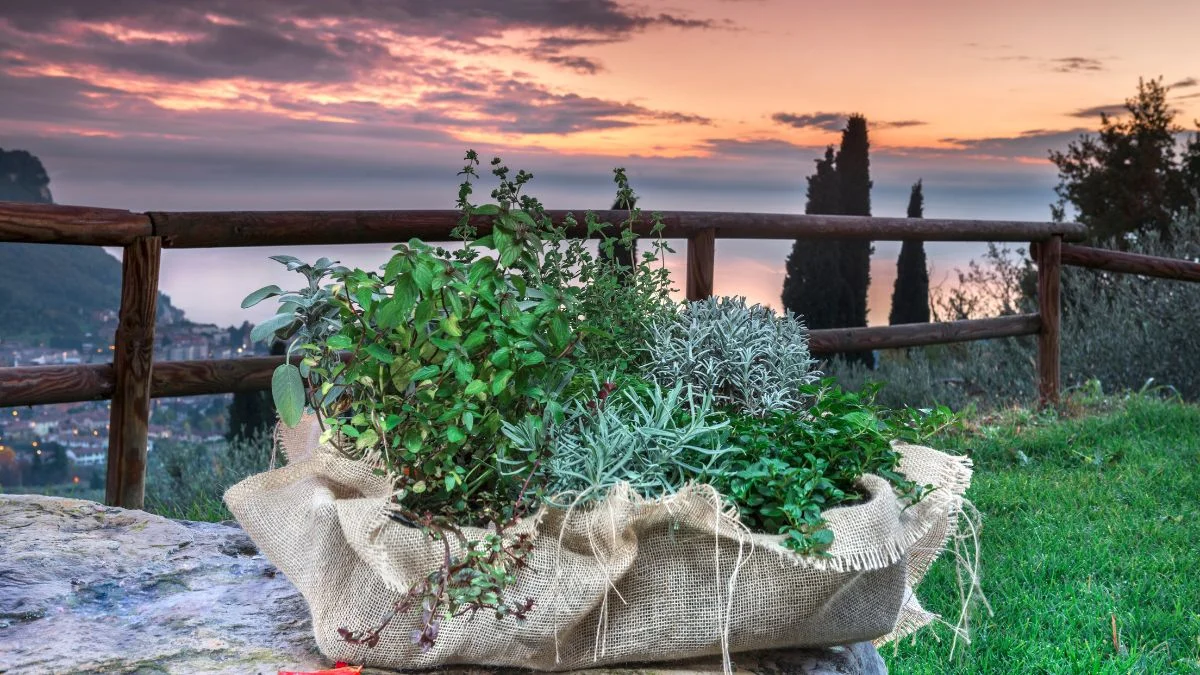 La Magia delle Erbe Aromatiche: Guida Completa alla Coltivazione
