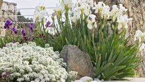 10 Piante Mediterranee Ideali per il Tuo Terrazzo Cilentano