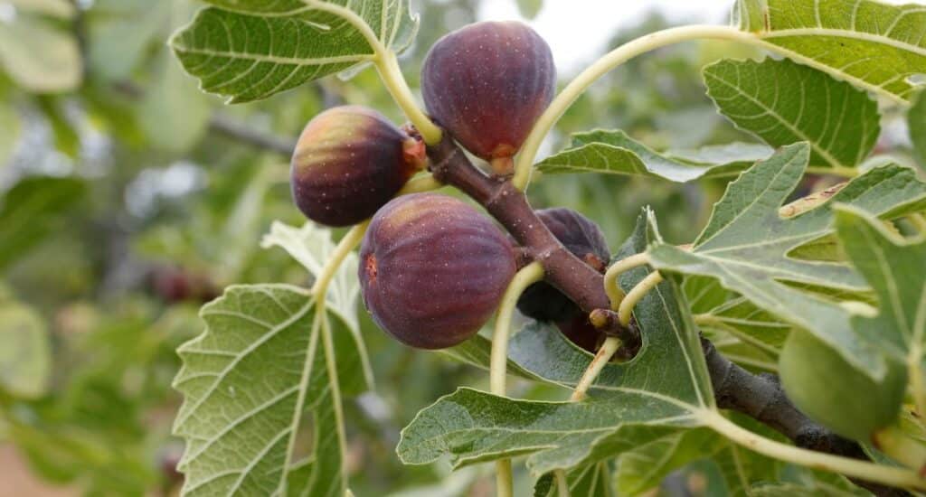 potare fichi Cilento