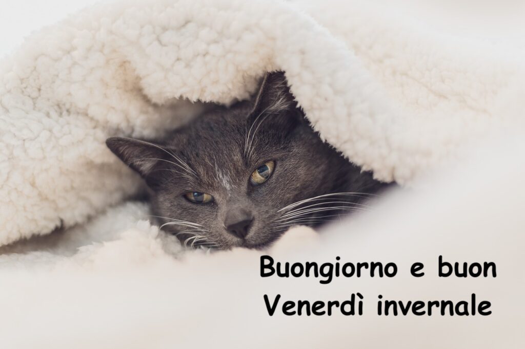 Buongiorno venerdì 6 dicembre 2024: Le migliori immagini per augurare il buongiorno su WhatsApp e Instagram