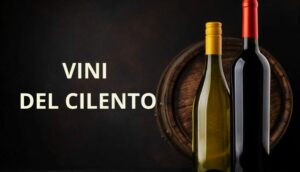 Vini del Cilento: le Cantine da scoprire per un’esperienza enologica unica