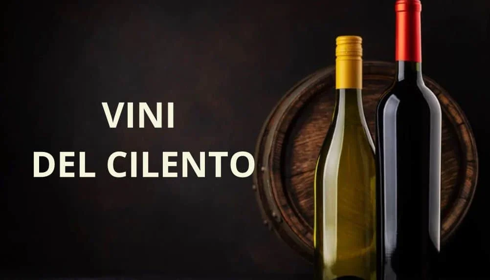 Vini del Cilento e cantine d’eccellenza.
