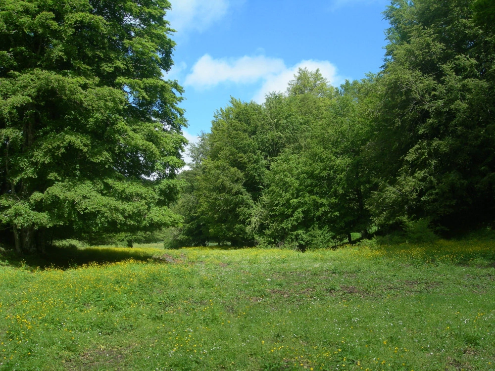 Il Bosco di Pruno- Foresta Incantata degli Alburni